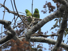 Forpus modestus sclateri