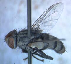 Eumacronychia sternalis