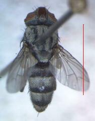 Eumacronychia sternalis