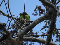 Forpus modestus sclateri