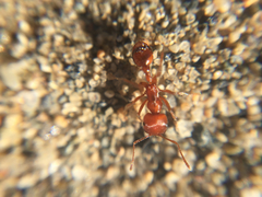 Pogonomyrmex