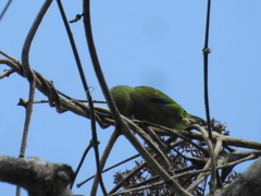 Forpus modestus sclateri