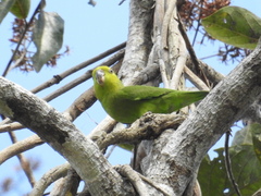 Forpus modestus sclateri