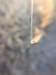 Araneae