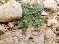 Euphorbia turpinii