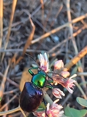 Chrysochares asiaticus
