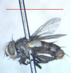 Eumacronychia sternalis