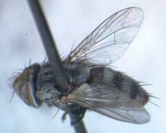 Eumacronychia sternalis