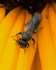 Stelis punctulatissima