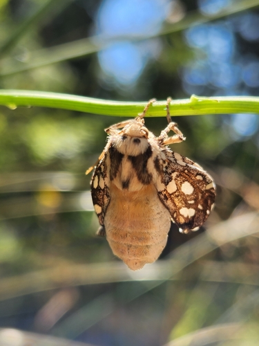 Silver-spotted Tiger Moth photo 6