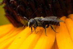 Stelis punctulatissima