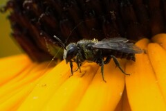 Stelis punctulatissima