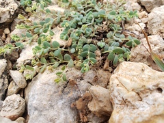 Euphorbia turpinii