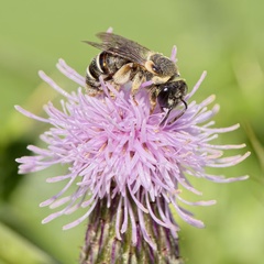 Pseudapis diversipes