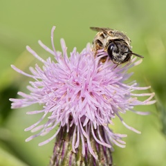Pseudapis diversipes
