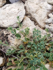 Euphorbia turpinii