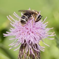 Pseudapis diversipes