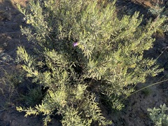Eremophila bowmanii
