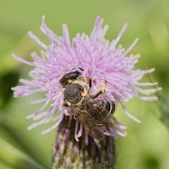 Pseudapis diversipes