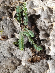 Euphorbia turpinii