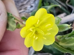Oenothera indecora indecora