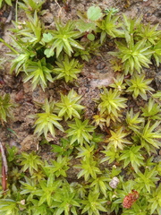 Atrichum tenellum