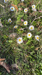 Bellis perennis