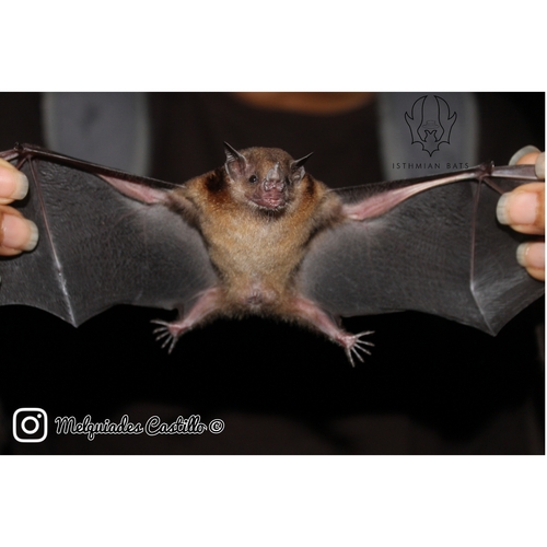 Luis's Yellow-shouldered Bat (Sturnira luisi) — Least Concern Mammalia