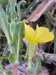 Oenothera indecora indecora
