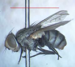 Eumacronychia sternalis