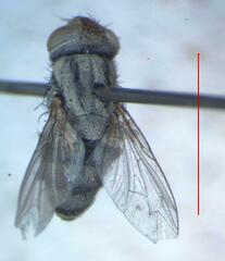 Eumacronychia sternalis