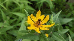 Eristalis transversa