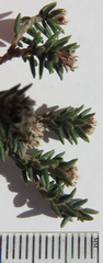 Phylica glabrata