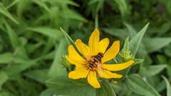 Eristalis transversa