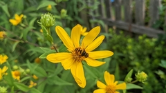Eristalis transversa
