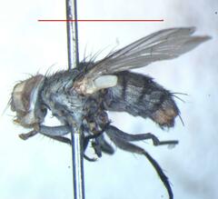 Eumacronychia sternalis