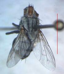 Eumacronychia sternalis