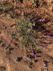 Swainsona campylantha