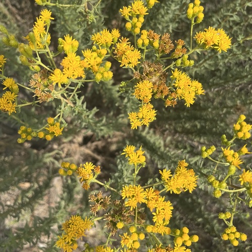 iNaturalist observation photo of Coastal Goldenbush
