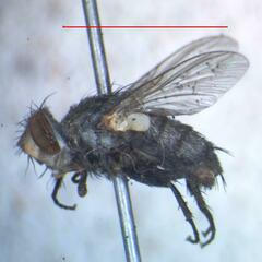 Eumacronychia sternalis