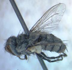 Eumacronychia sternalis