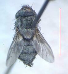 Eumacronychia sternalis