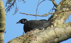 Brunneocorticium corynecarpon