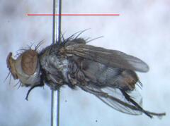 Eumacronychia sternalis