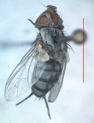 Eumacronychia sternalis