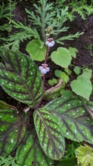 Gloxinia erinoides