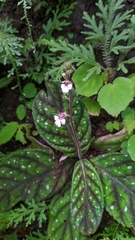 Gloxinia erinoides