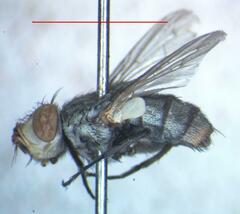 Eumacronychia sternalis