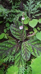 Gloxinia erinoides