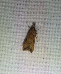 Dichomeris acuminatus